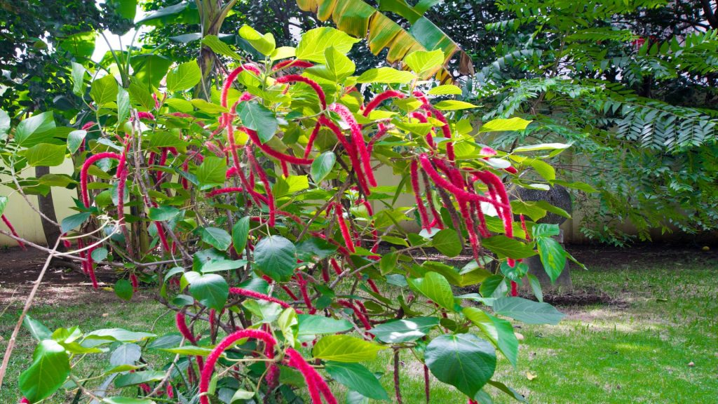 Like these tropical plants? Well, while here in Costa Rica you can enjoy others as well.