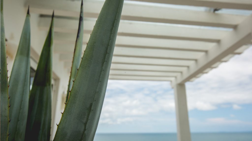 Up close picture of Cactus with amazing views from the balcony in Puerto Vallarta. 