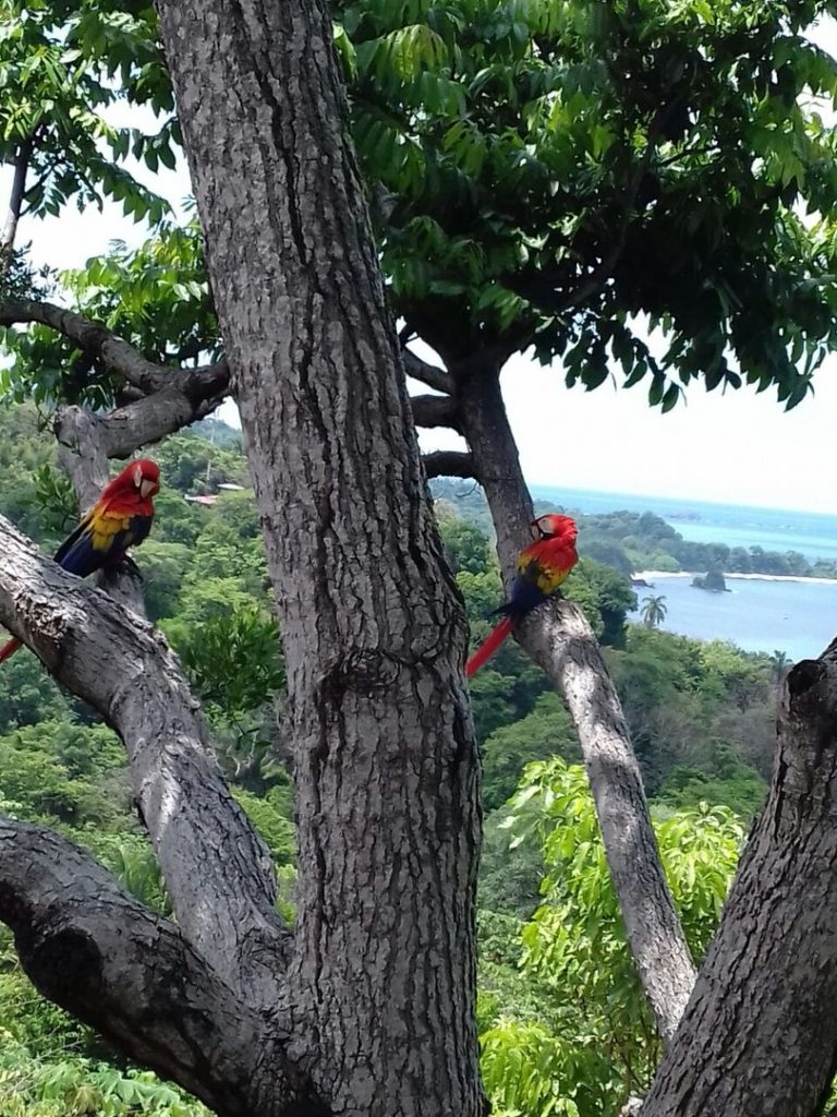 Colorful scarlet macaws seen here in their natural habitat. 