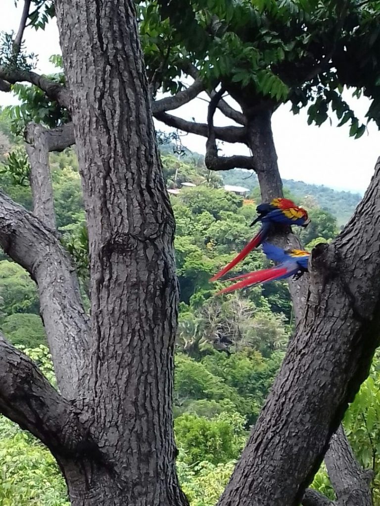 Macaws are monogamous and usually seen flying in pairs. You may spot them from the villa.