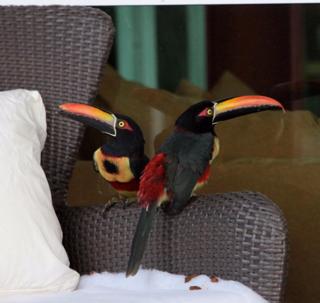 These colorful toucans are just one exotic bird species found here. Look out for more at this magnificent villa.
