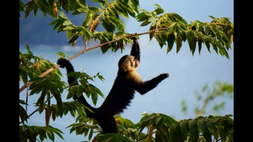 The mischievous capuchins or white-face monkeys are fun to watch as they frolic around the property. 