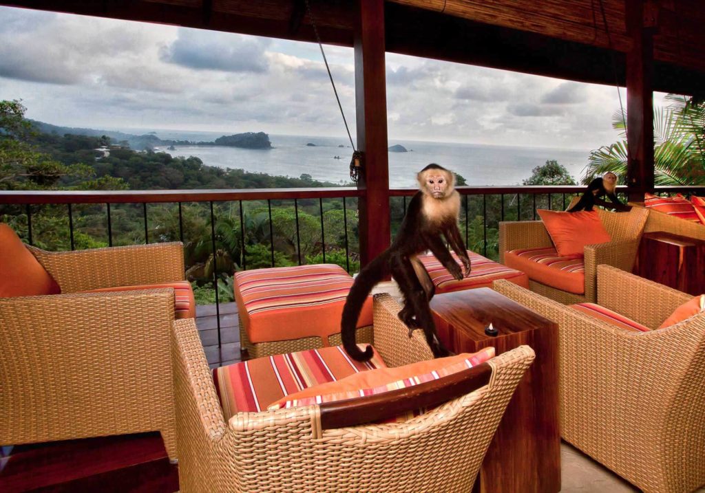 Monkeys are regular visitors in the open-plan living area.
