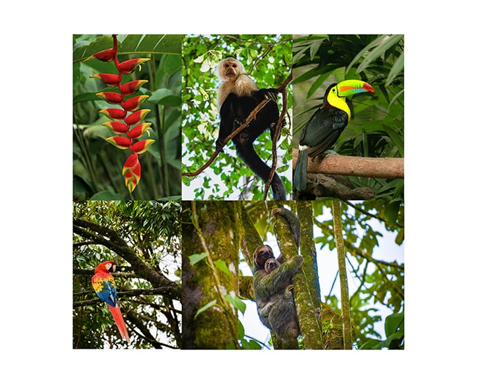 Sloths, monkeys, scarlet macaws, toucans, and tropical rainforest wildlife in Manuel Antonio, Costa Rica.
