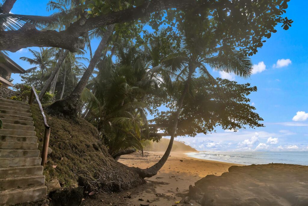 A quiet path through the palms leads straight to a wide, peaceful beach.