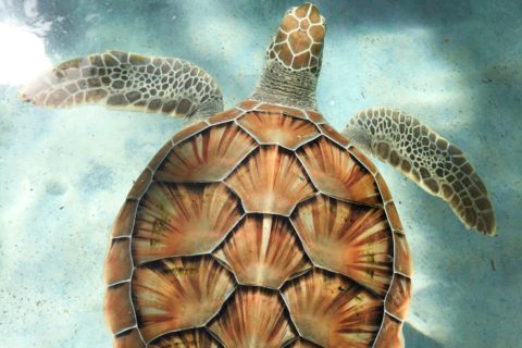 sea trurle hotspot costa rica