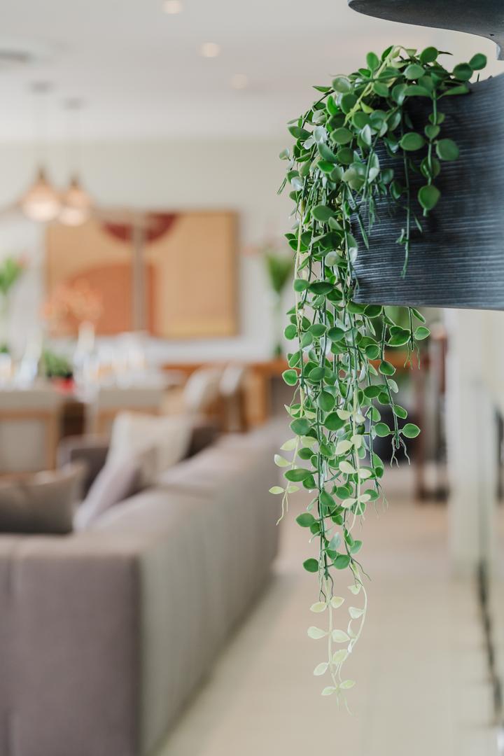 Hanging plant in modern living area with natural decor Manuel Antonio Costa Rica