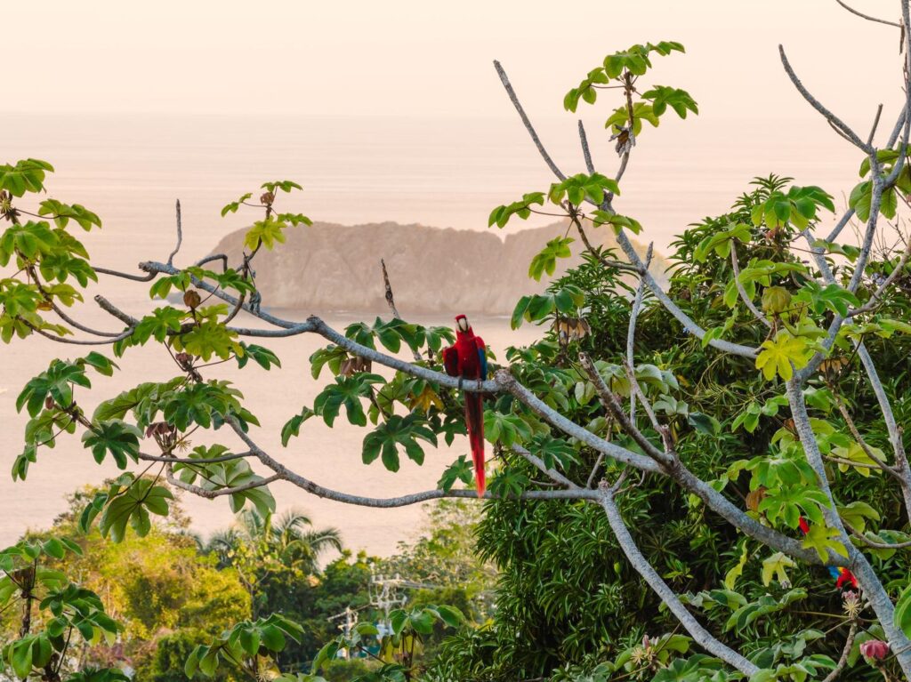 A quiet presence in the canopy—wildlife becomes part of the rhythm of the stay.
