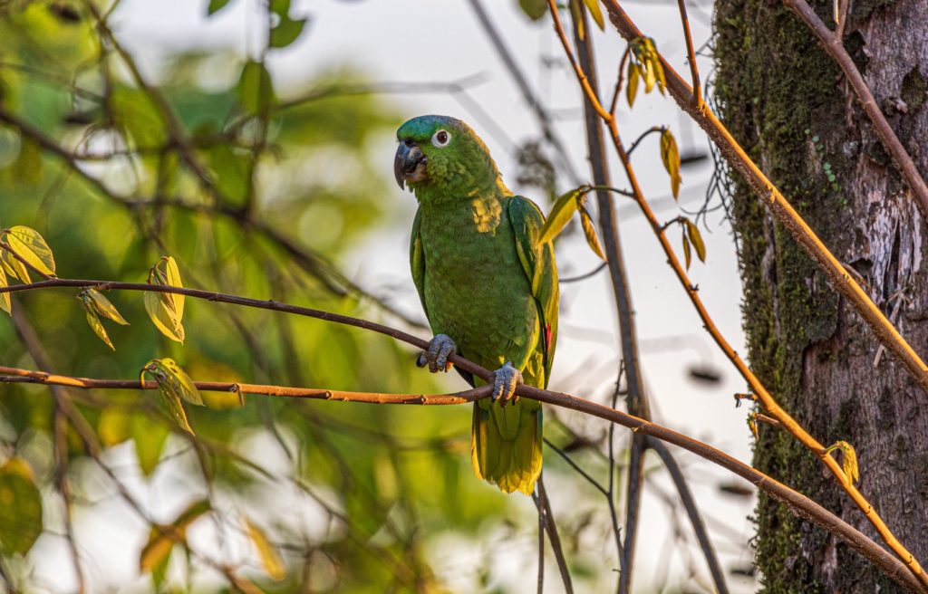 Beautiful green parrots are regular visitors to this amazing property.