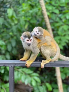 playful-titi-monkeys-of- costa-rica