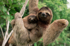 A beautiful Monkeys and Sloths the canopy of Manuel Antonio