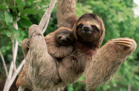 A beautiful sloth in the canopy of Manuel Antonio