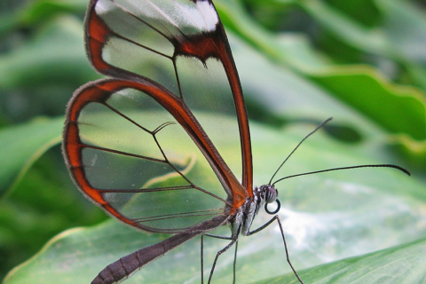 Butterfly of Manuel Antonio