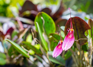 splendid and amazing orchids Lepanthes telipogoniflora