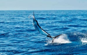 quepos-costa-rica-fishing-season-tournaments-2025